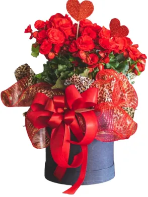 Begonia Box Begonia Box