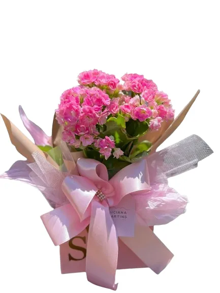 Kalanchoe na Box Kalanchoe na Box