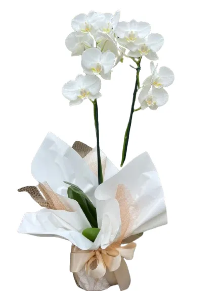 Orquídea Luxo Orquídea Luxo