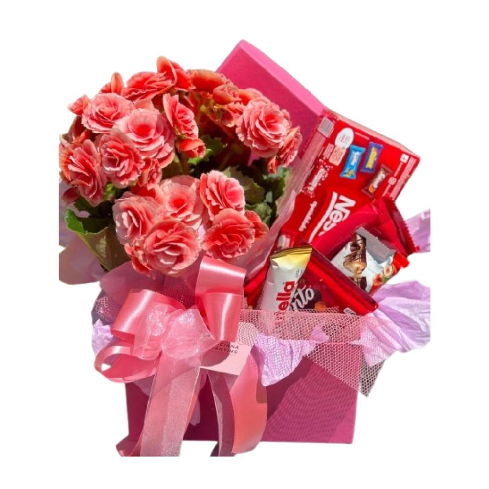 Begônia Doçura Begônia Doçura